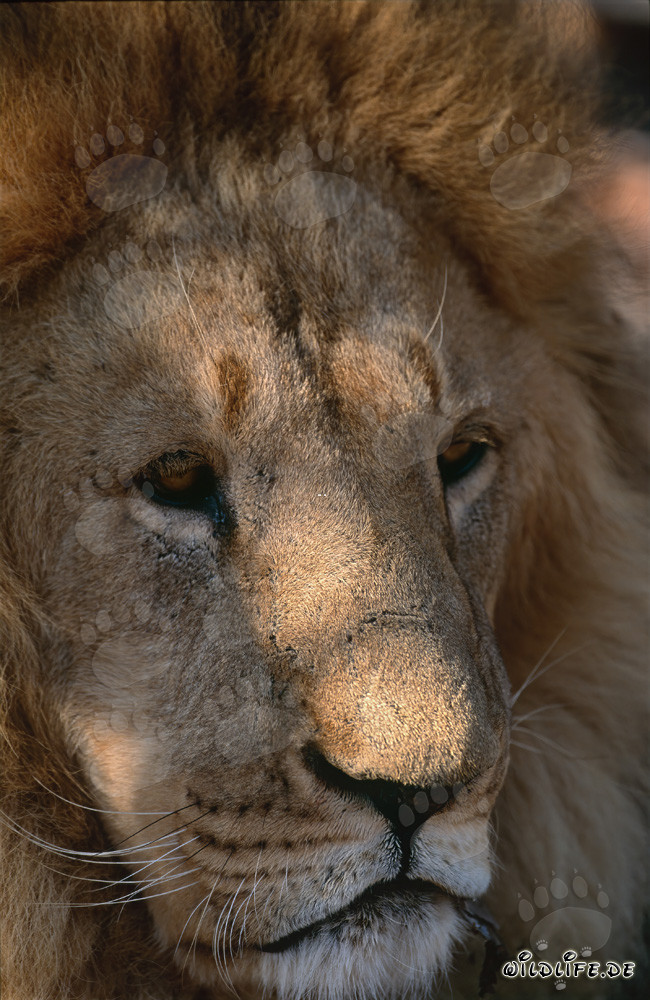 Berberlöwe Porträt (Panthera leo leo)