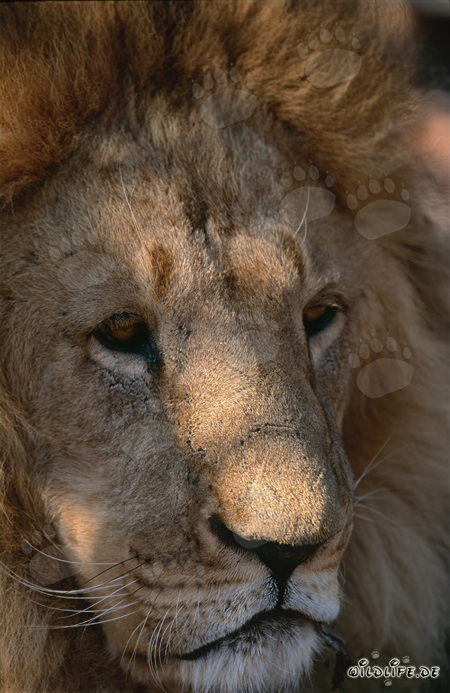 Retrato del león del Atlas (Panthera leo leo)