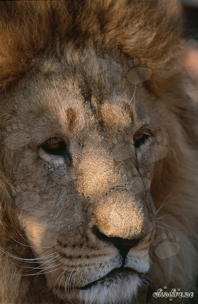 Portrait du lion de l'Atlas (Panthera leo leo)