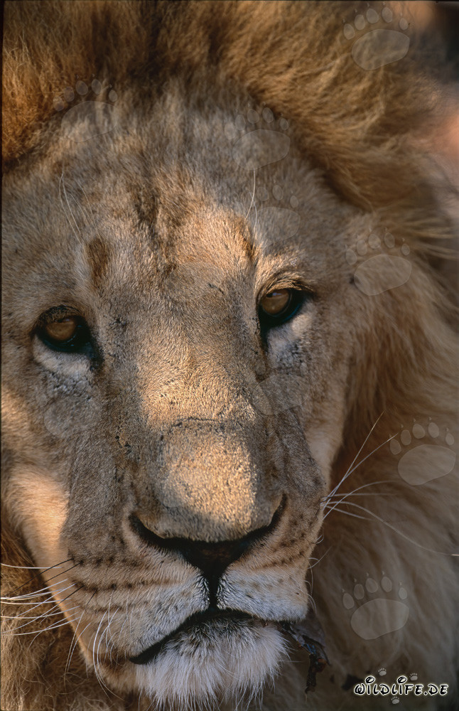 Sad Barbary Lion Resting Under a Tree