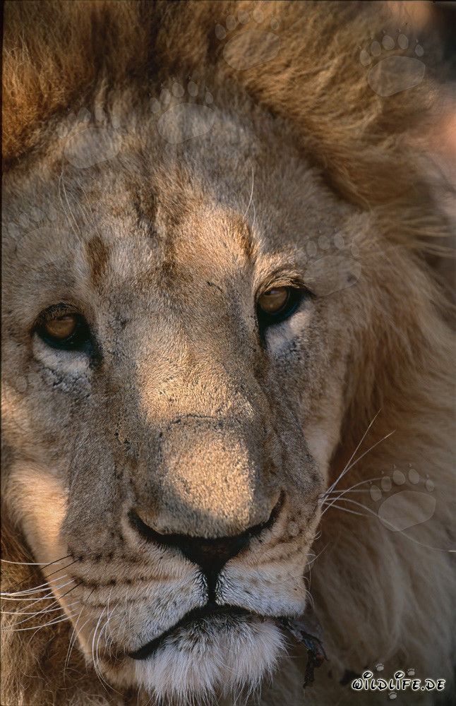 Lion berbère triste repose sous un arbre