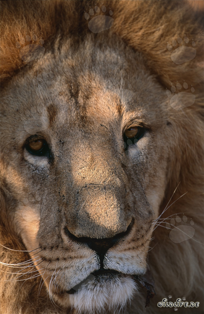 The majestic eyes of the Barbary lion