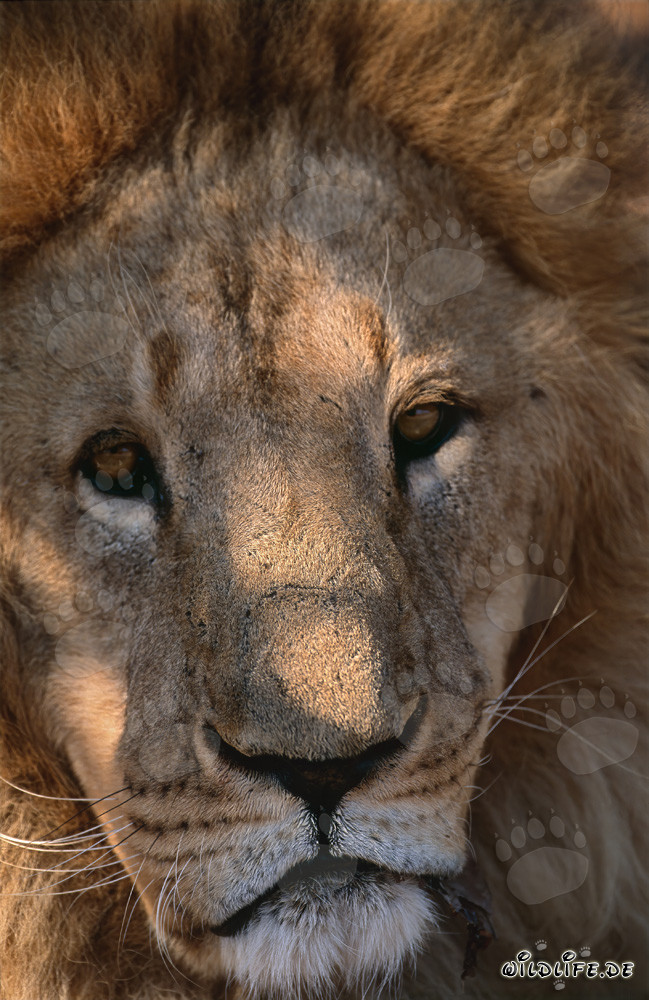 Die majestätischen Augen des Berberlöwen