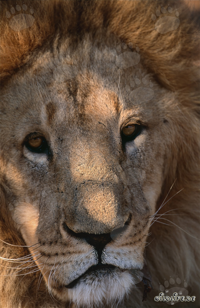 Los majestuosos ojos del león bereber