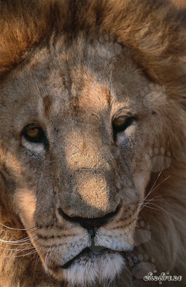 Les majestueux yeux du lion de l'Atlas
