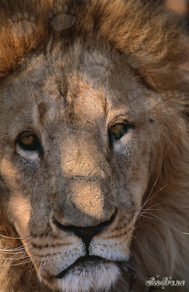 Primer plano de un majestuoso león bereber