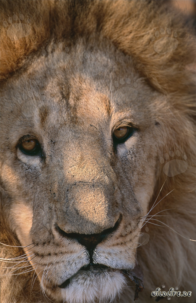 Fascinating Gaze of the Barbary Lion - Majestic Big Cat in South Africa