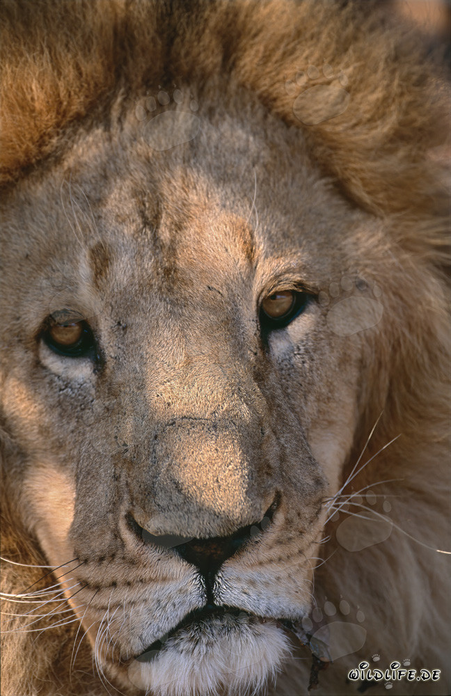 Faszinierender Blick des Berberlöwen - Majestätische Raubkatze in Südafrika