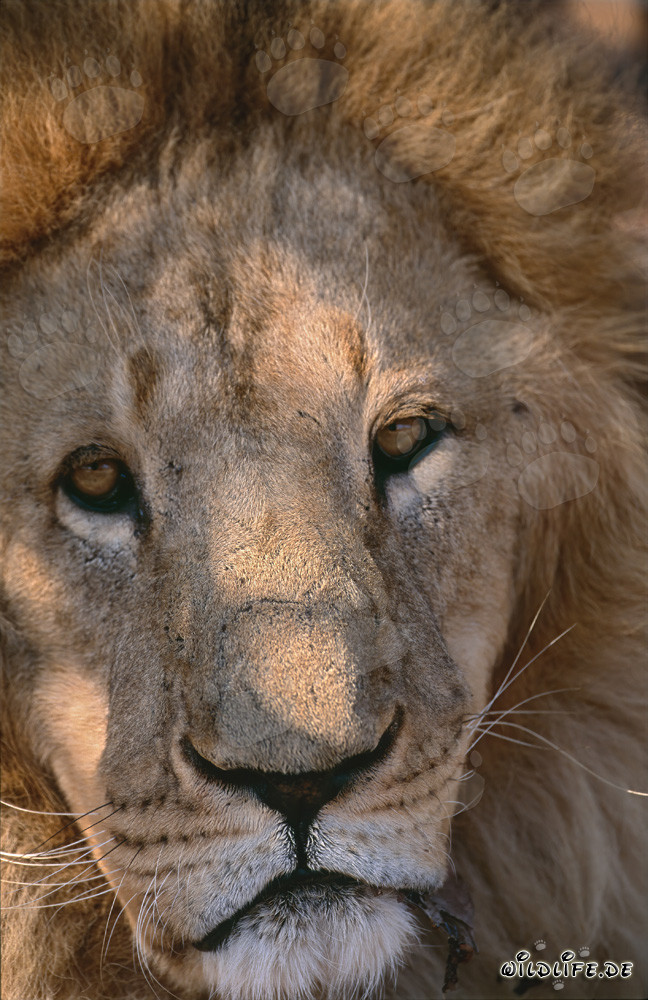 Regard fascinant du lion de l'Atlas - Majestueux félin en Afrique du Sud