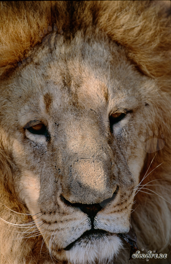 Impressive portrait of a majestic Barbary lion