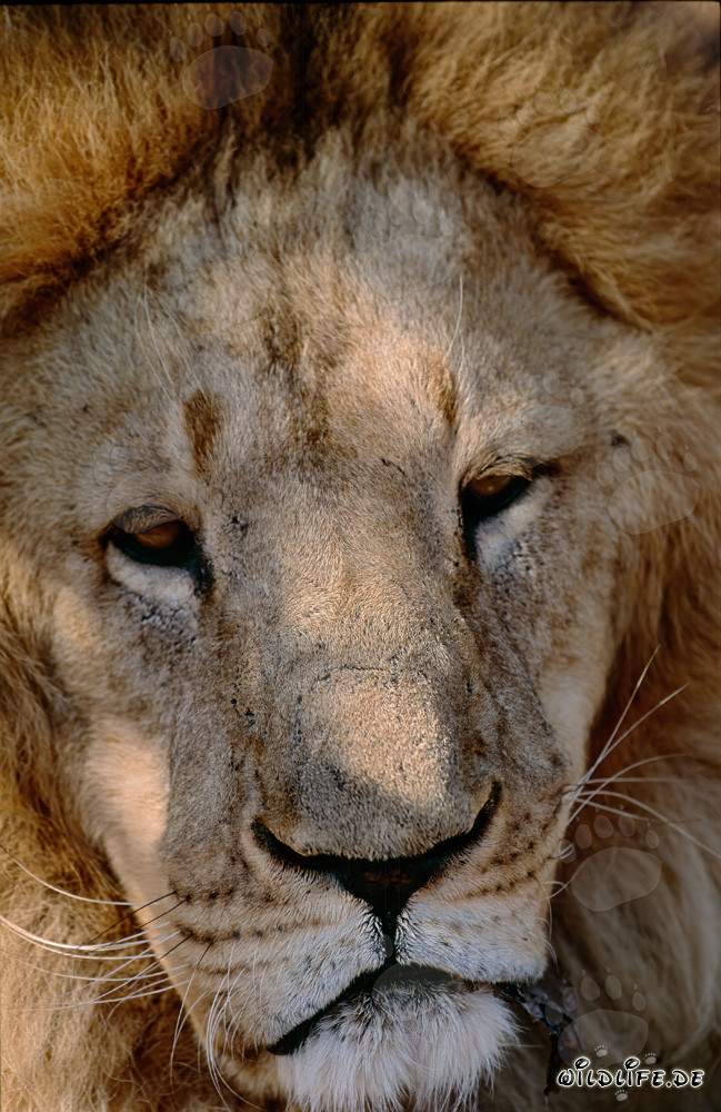 Retrato impresionante de un majestuoso león bereber