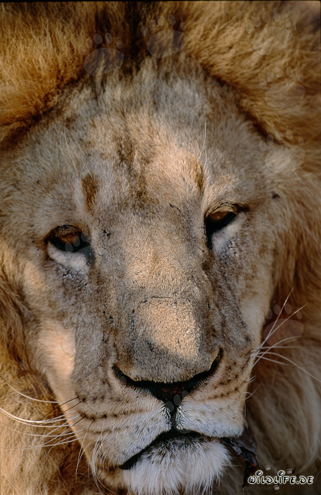 Portrait impressionnant d'un majestueux lion berbère