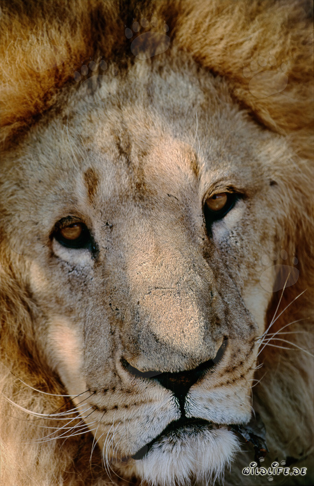 Fascinating Barbary Lion in the African Wildlife