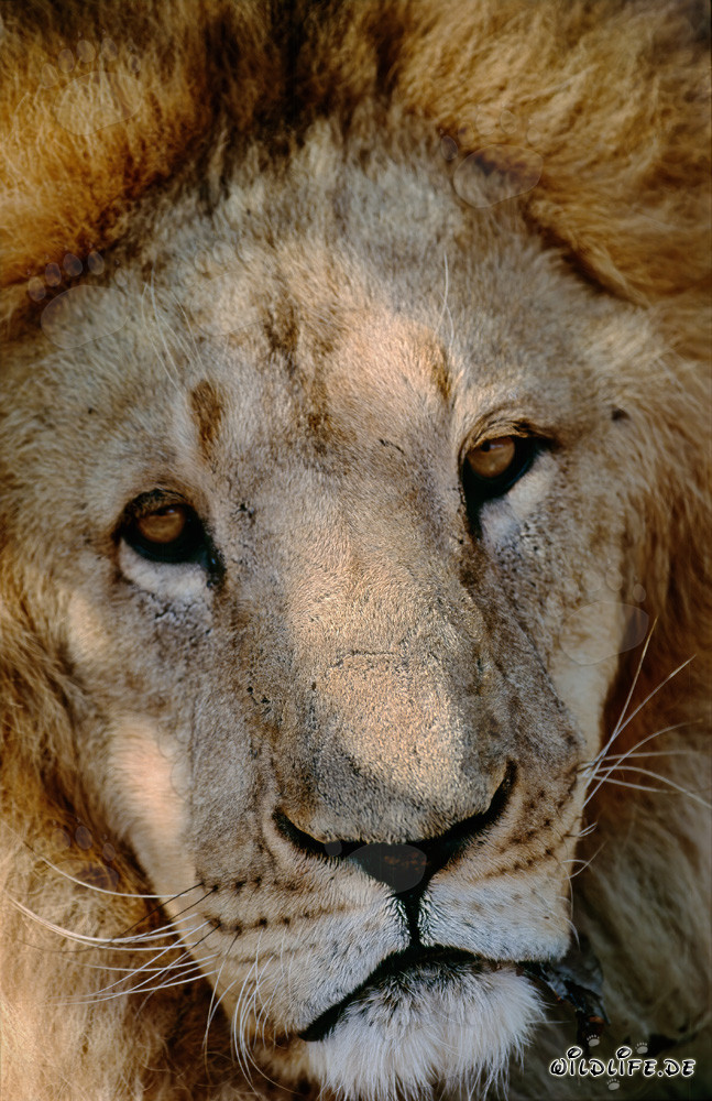 Faszinierender Berberlöwe in der Tierwelt Afrikas