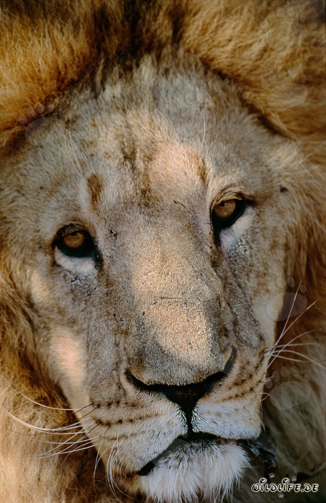 Fascinante león bereber en la fauna africana