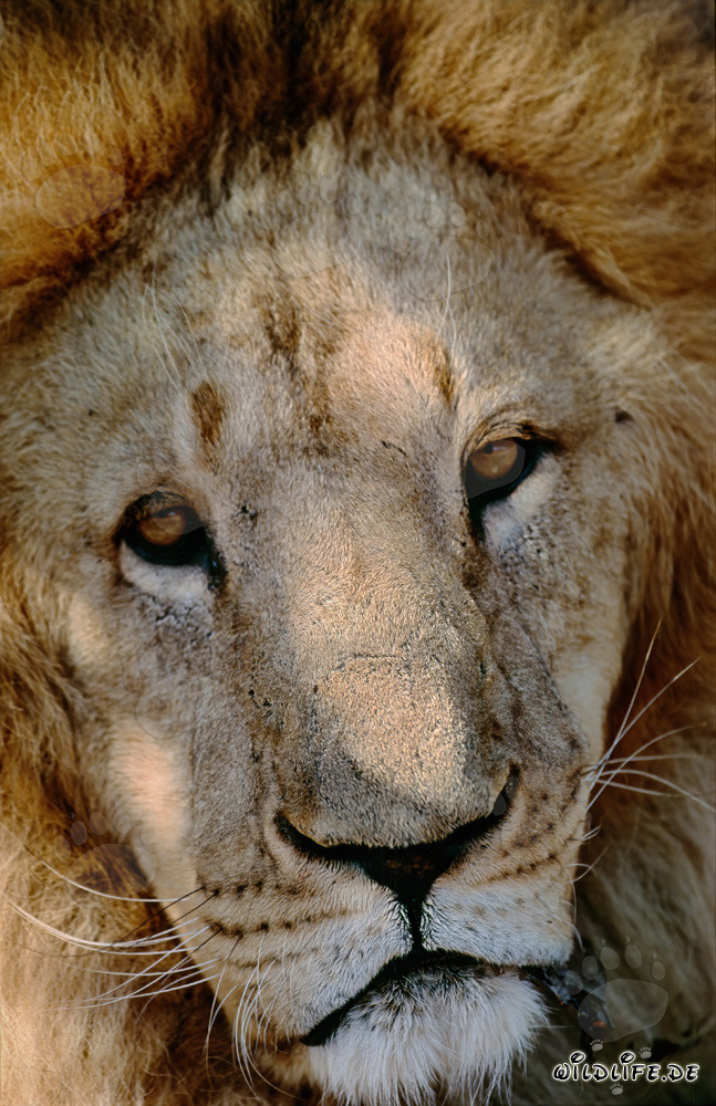 Fascinant lion berbère dans la faune africaine