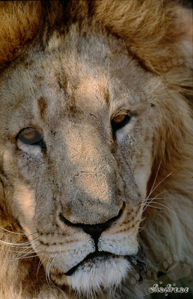 Impressive Barbary Lion Head Portrait in Captivity