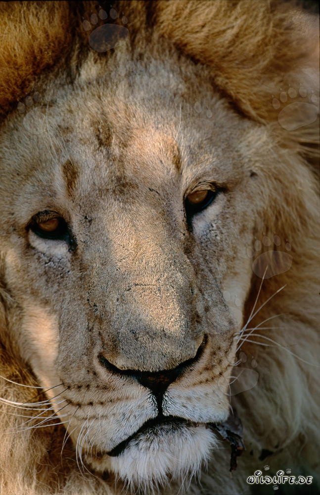 Imponente ritratto della testa di leone berbero in cattività