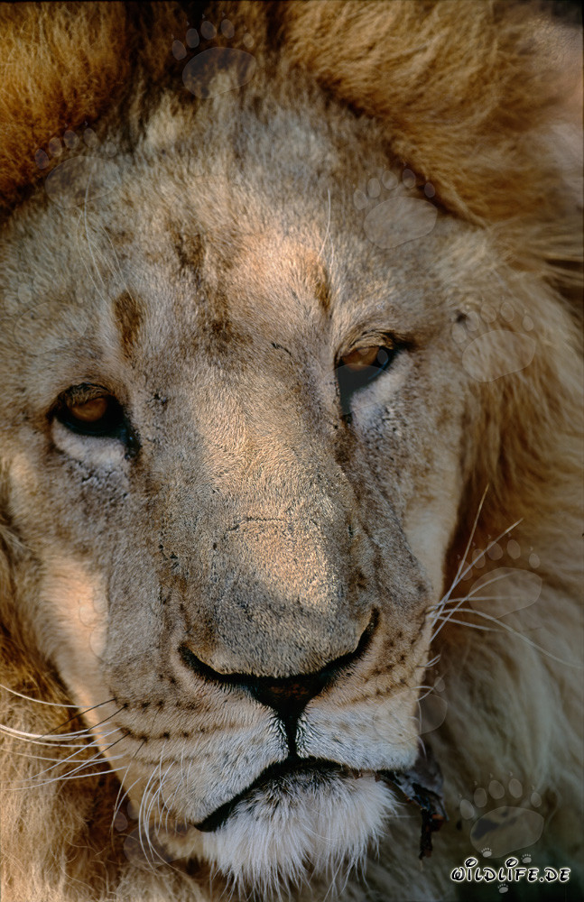 Portrait impressionnant de la tête de lion berbère en captivité