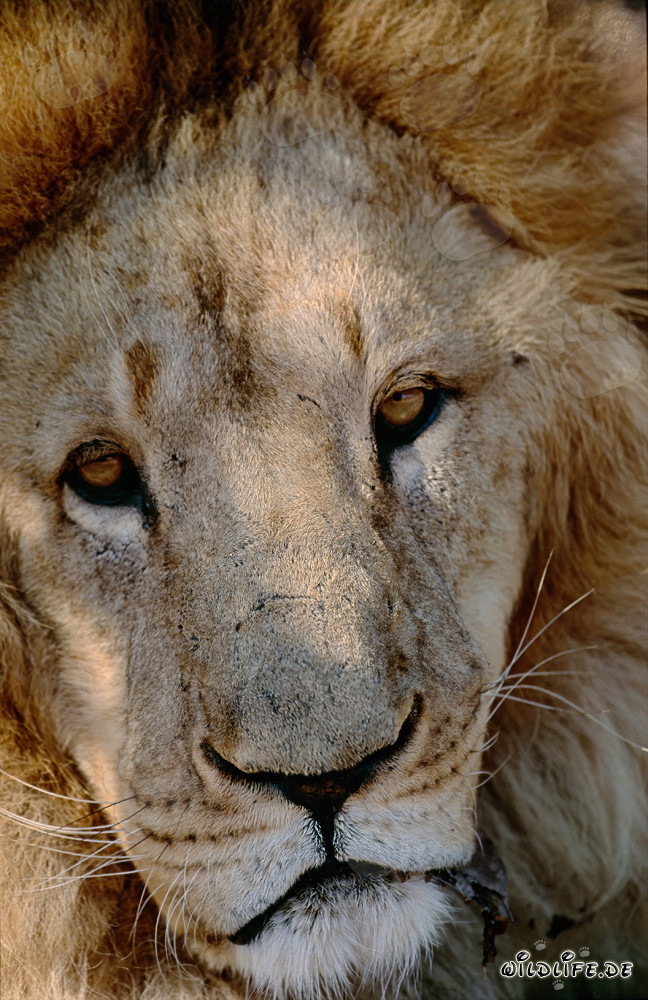 Majestic Barbary Lion with Impressive Mane