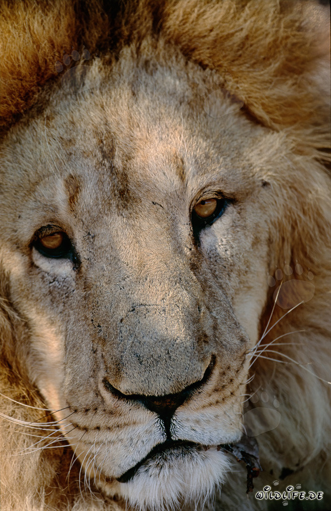 Lion berbère majestueux avec une crinière impressionnante