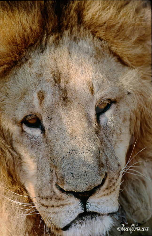 Impressive face of the Barbary lion in captivity