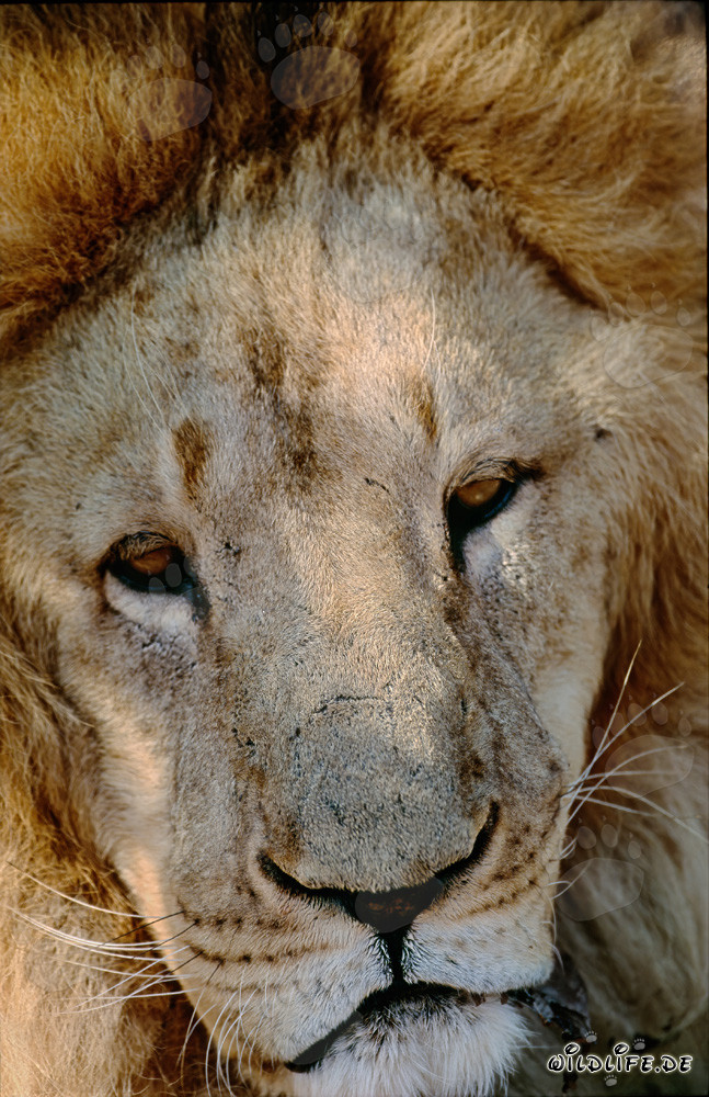 Rostro imponente del león bereber en cautividad