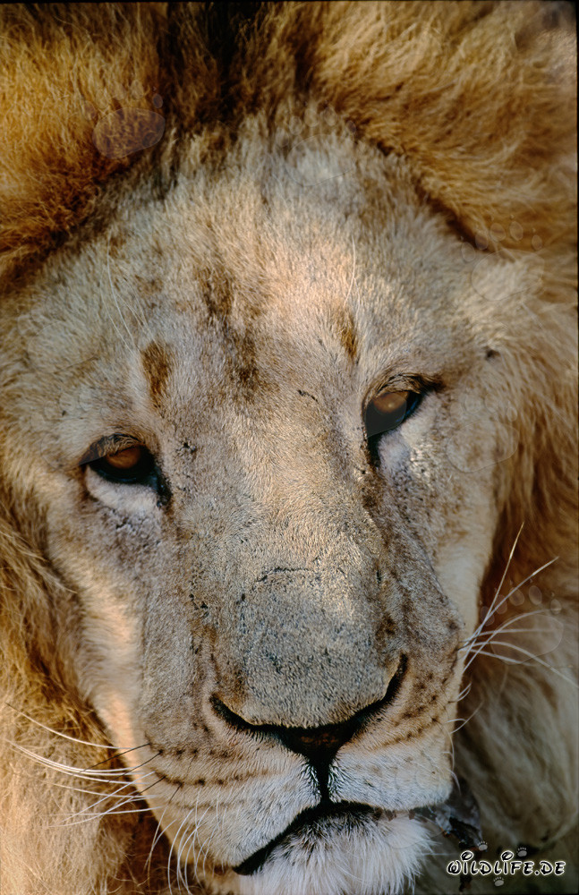 Volto imponente del leone berbero in cattività