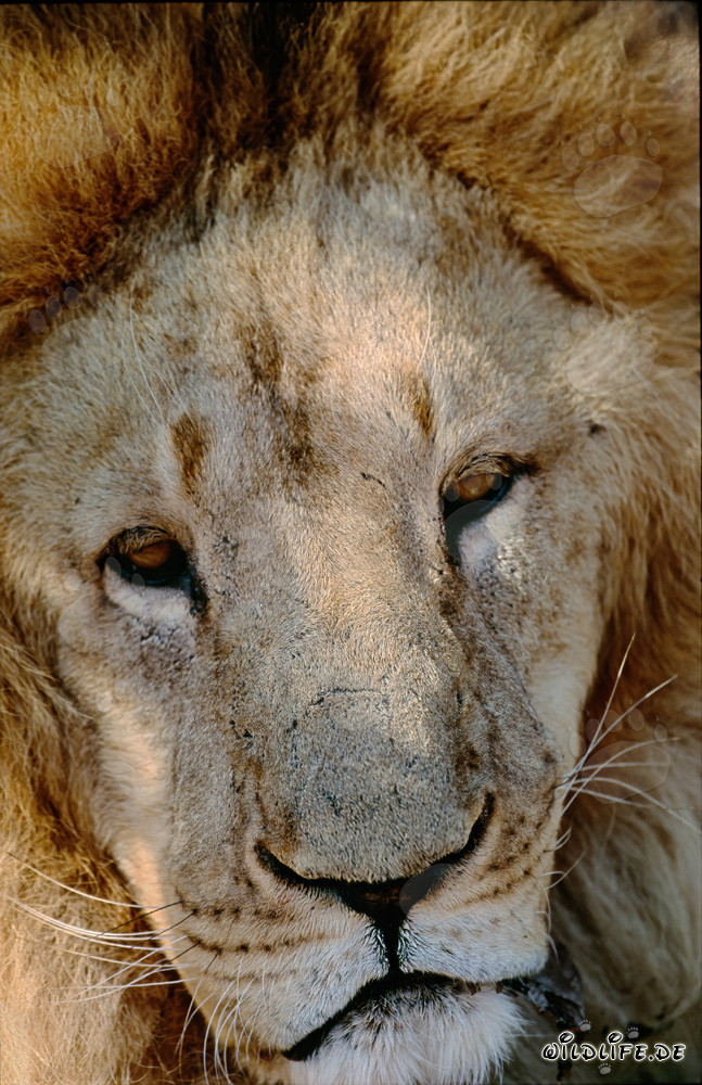 Visage imposant du lion de l'Atlas en captivité