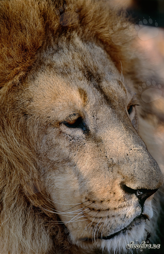 Retrato majestuoso de un león bereber en todo su esplendor