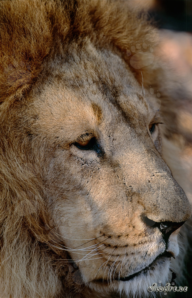Portrait majestueux d'un lion berbère dans toute sa splendeur
