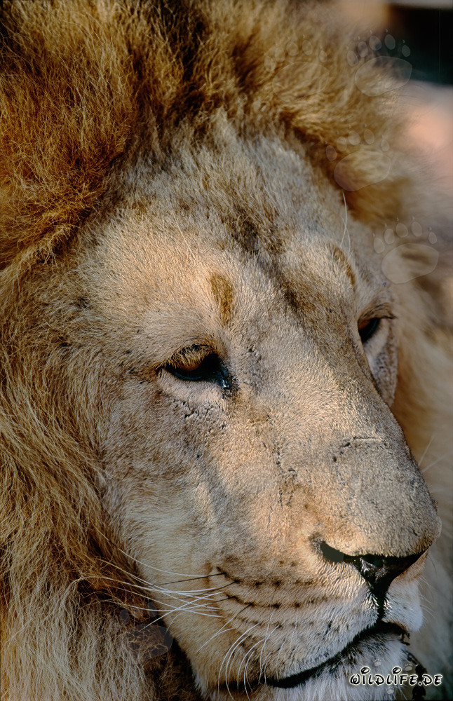 Fascinating Portrait of a Barbary Lion (Panthera leo leo)