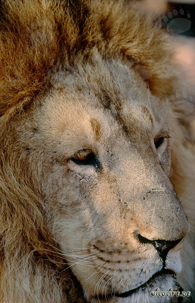 Faszinierendes Porträt eines Berberlöwen (Panthera leo leo)