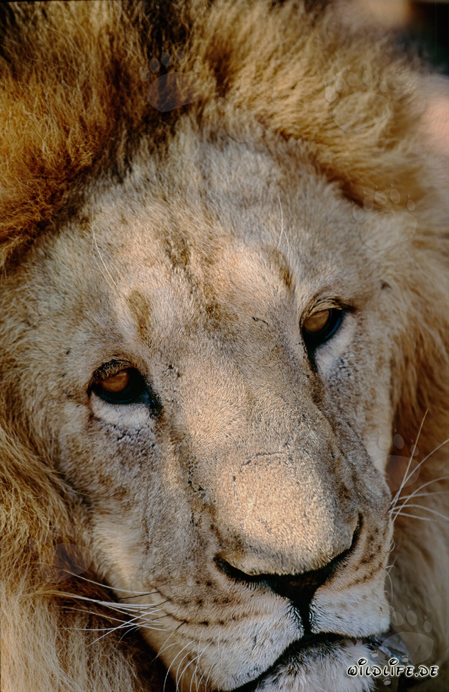 Fascinating Portrait of a Barbary Lion (Panthera leo leo)