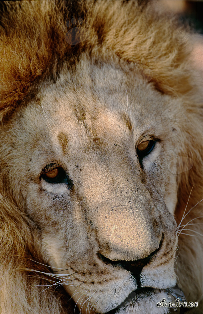 Faszinierendes Porträt eines Berberlöwen (Panthera leo leo)