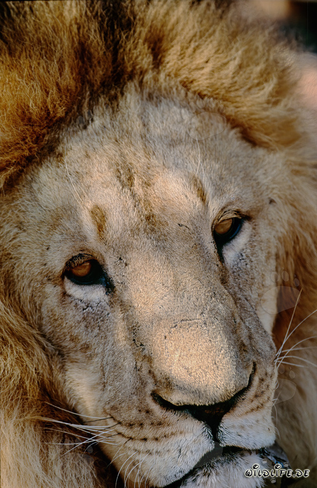 Retrato fascinante de un león del Atlas (Panthera leo leo)