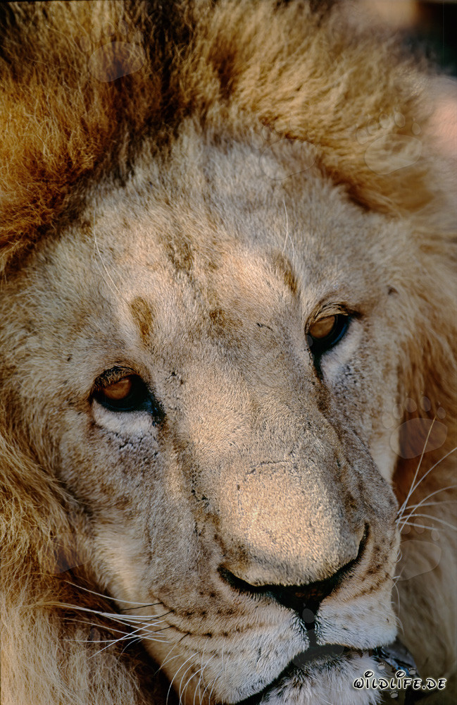 Portrait fascinant d'un lion de l'Atlas (Panthera leo leo)