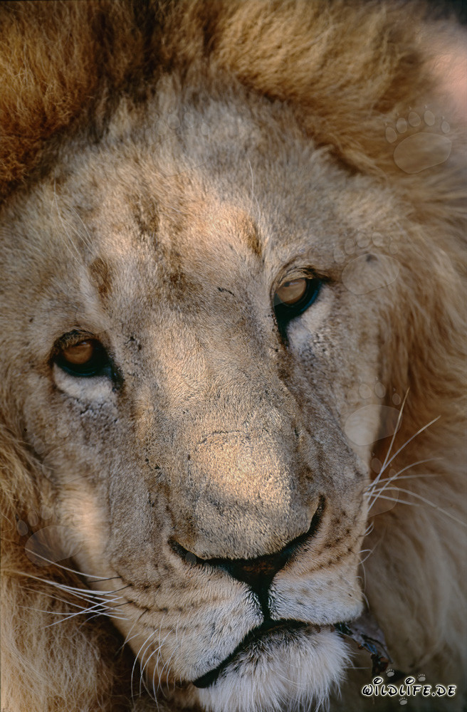 Sympathetic Big Cat Barbary lion at a Research & Breeding Centre in South Africa