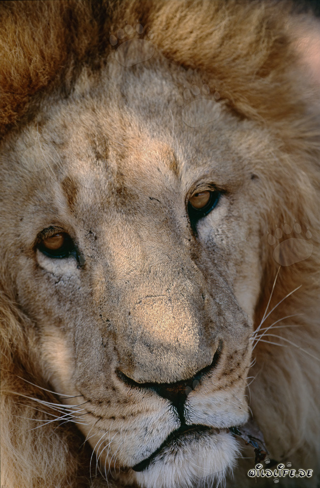 Lion berbère sympathique dans un centre de recherche et d'élevage en Afrique du Sud