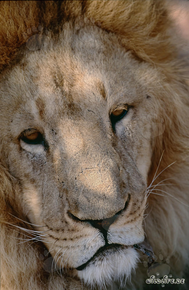 Der majestätische Barbary-Löwe: Ein Symbol der Wildnis