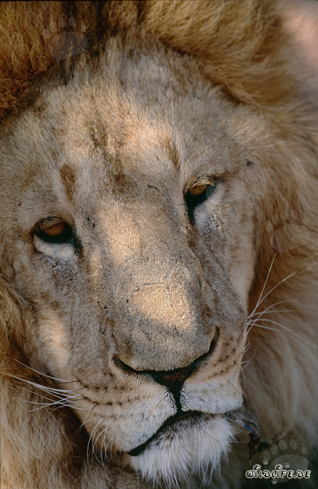 El majestuoso león de Berbería: un símbolo de la naturaleza salvaje