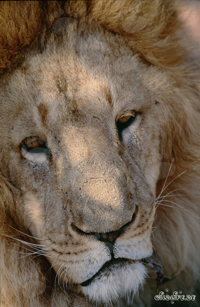Il maestoso leone di Berberia: un simbolo della natura selvaggia