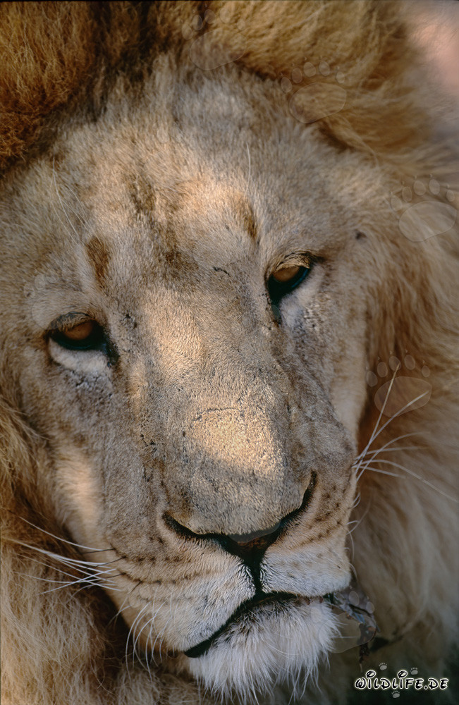 Le majestueux lion de Barbarie : un symbole de la nature sauvage