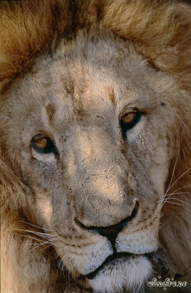Majestic Barbary Lion Head Portrait in Full Glory