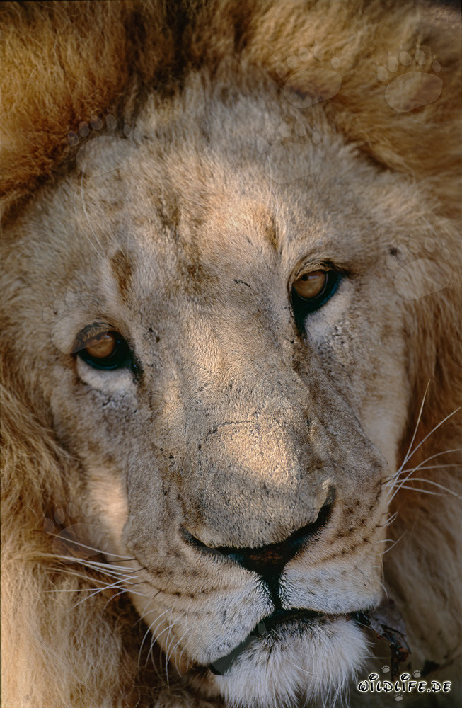 Retrato majestuoso del león bereber en todo su esplendor