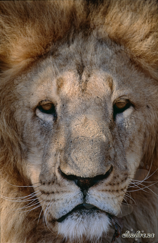 Majestic Berber lion face full of pride and strength