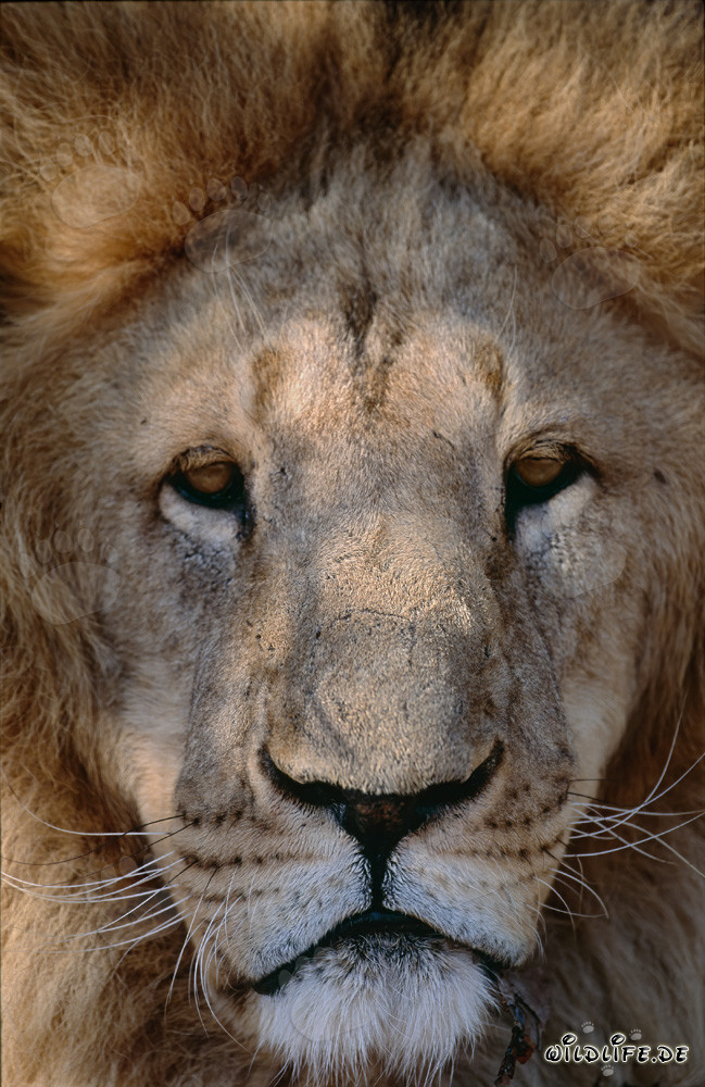 Rostro majestuoso de león bereber lleno de orgullo y fuerza