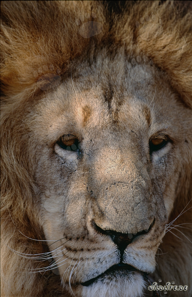 Barbary Lion Portrait