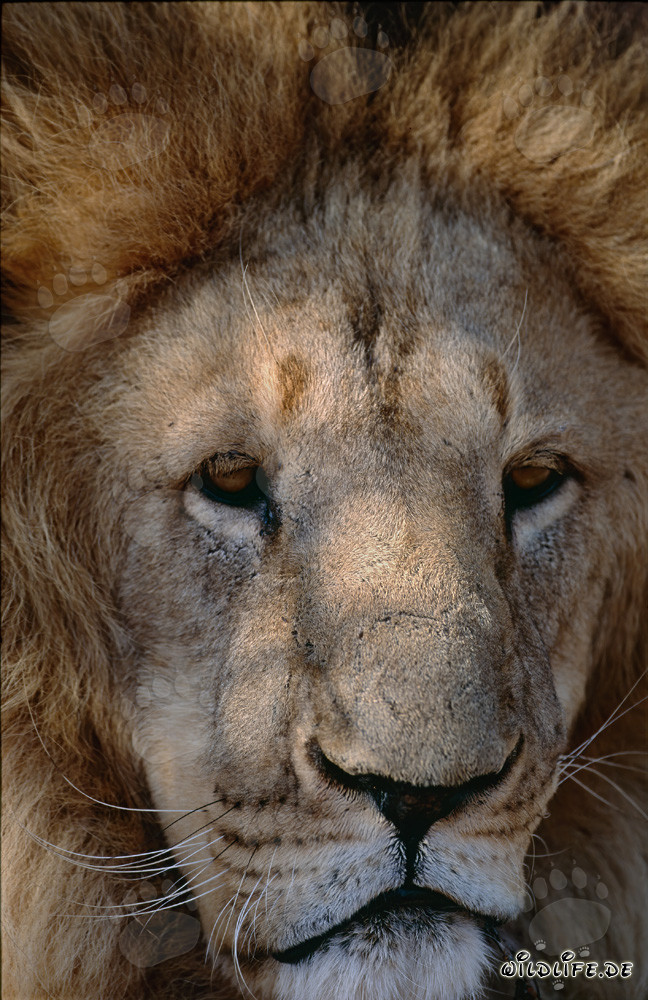 Imposantes Berberloewengesicht (Panthera leo leo)