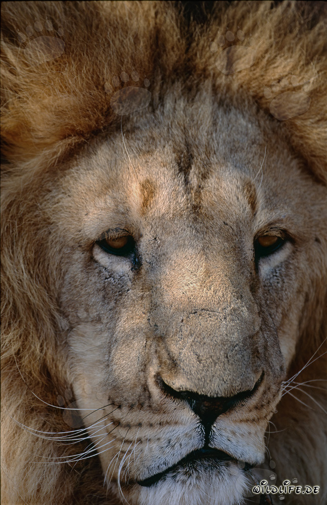 Rostro imponente del león del Atlas (Panthera leo leo)